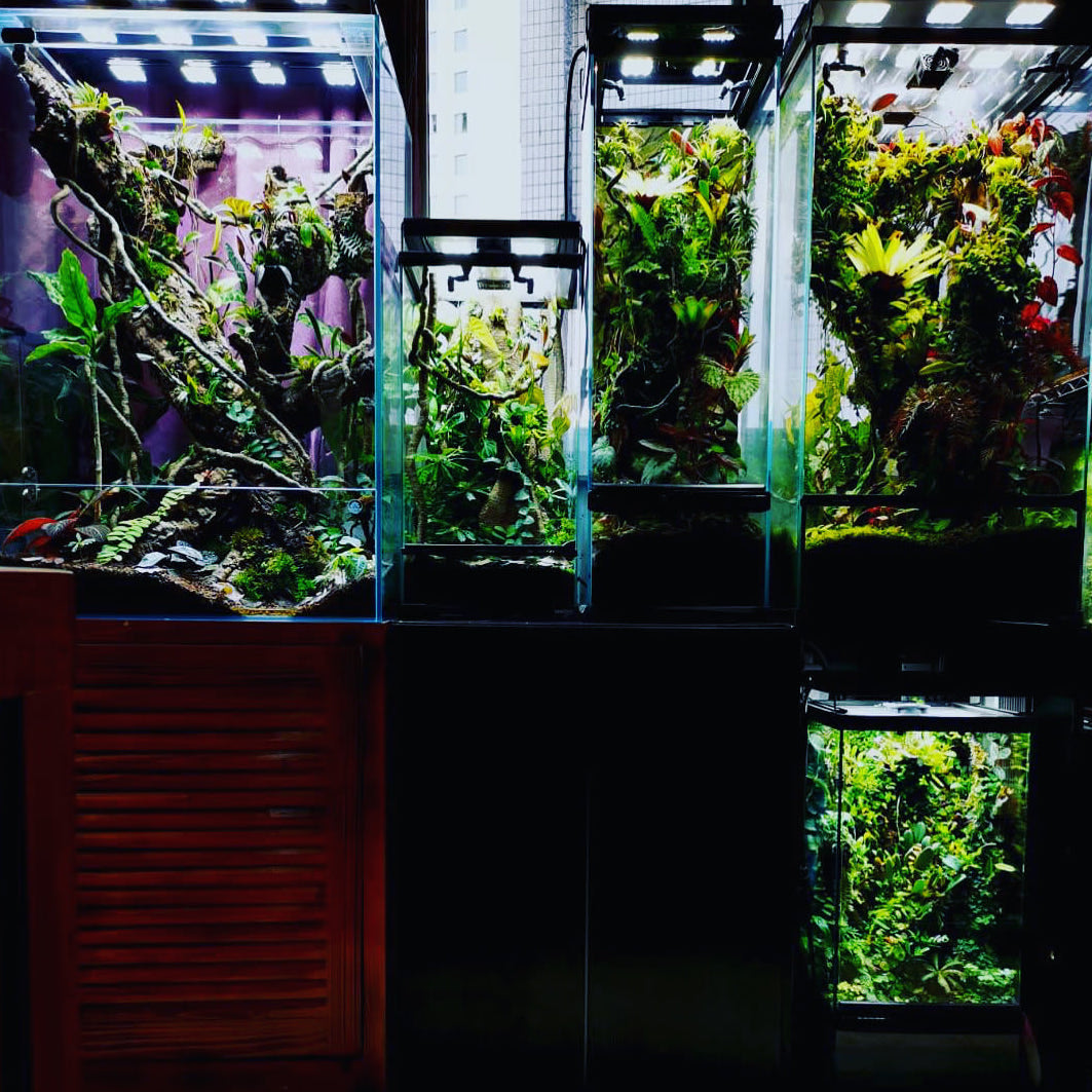 Rainforest Terrarium Kit