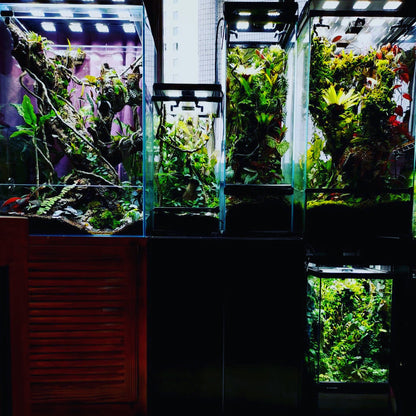 Rainforest Terrarium Kit