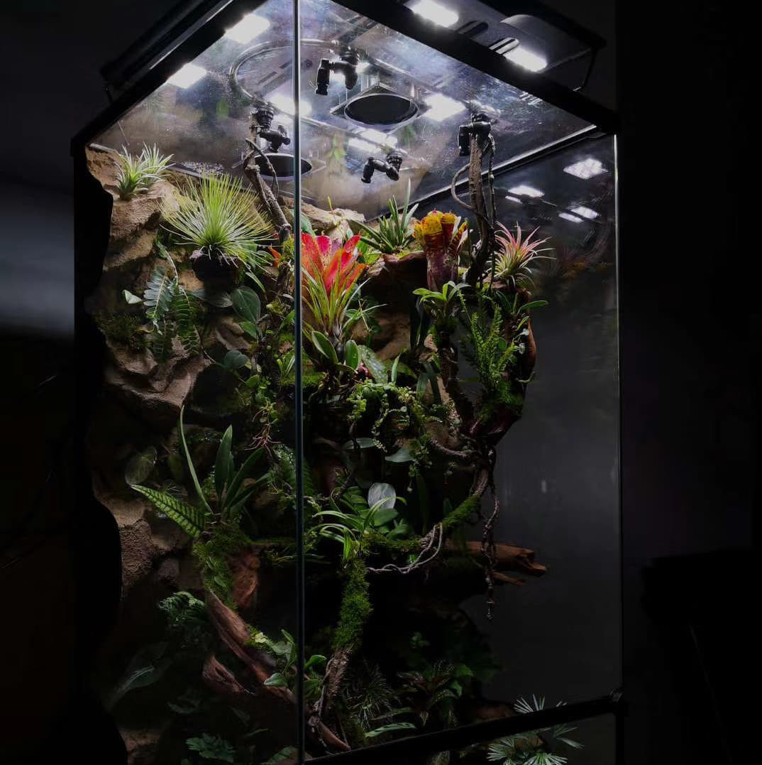forest terrarium plants Rainforest Terrarium Kit for Sale