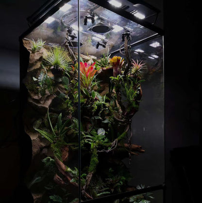 Rainforest Terrarium Kit