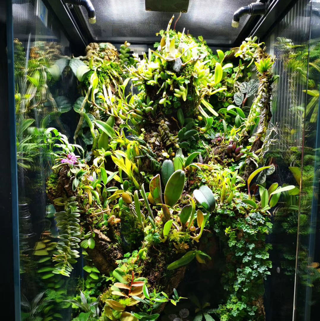 Rainforest Terrarium Kit