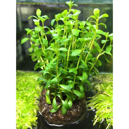 Rotala Sp. Sunset (Ammannia sp.Sulawesi)