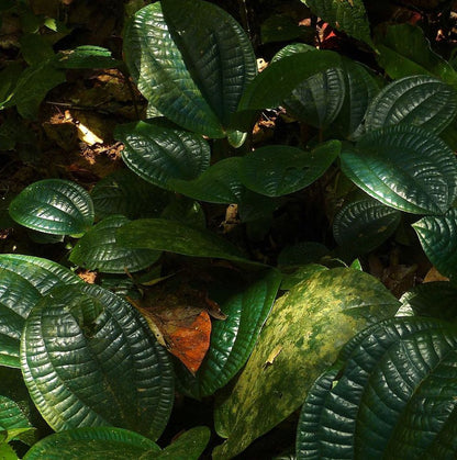 Tapak Sulaiman (Phyllagathis rotundifolia)