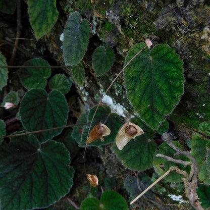 Begonia fimbristipula Hance