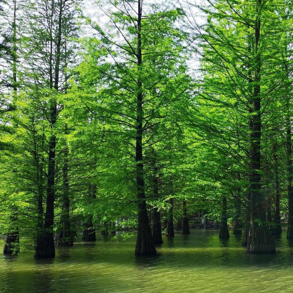 Chinese Redwoods (Metasequoia sp)