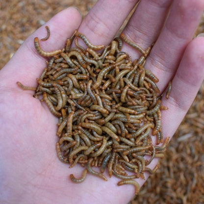 Tenebrio molitor (Mealworm)