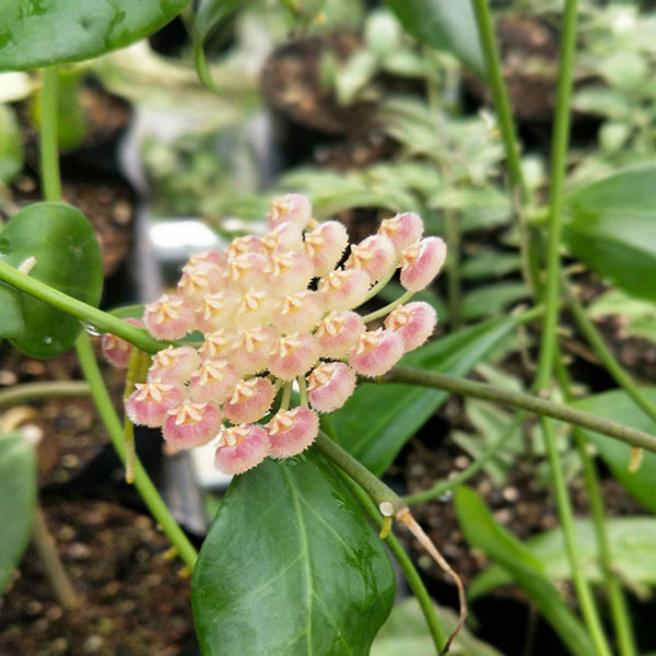 Hoya rosarioae