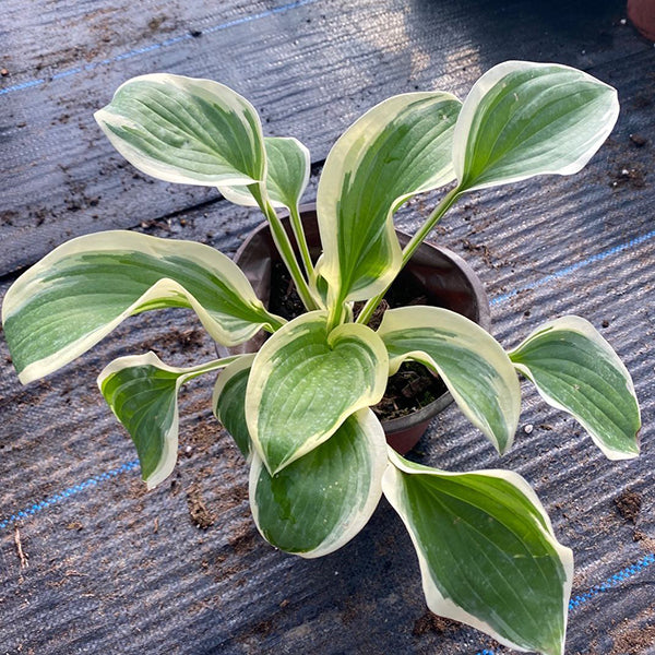 Hosta 'Margaret eyre'
