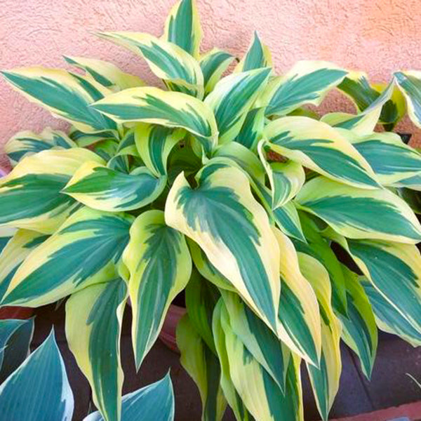 Lakeside Dragonfly Hosta