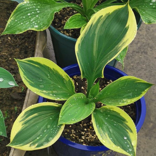 Amazing Grace Hosta