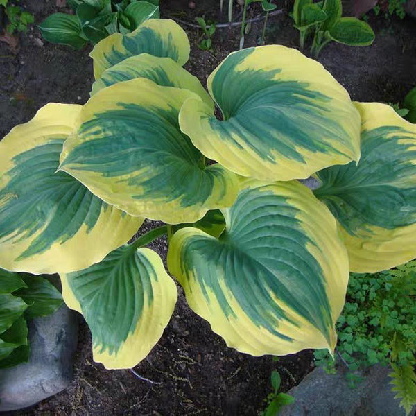 Freedom Hosta