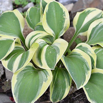 Frosted Mouse Ears Hosta