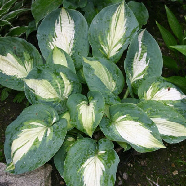 Hudson Bay Hosta