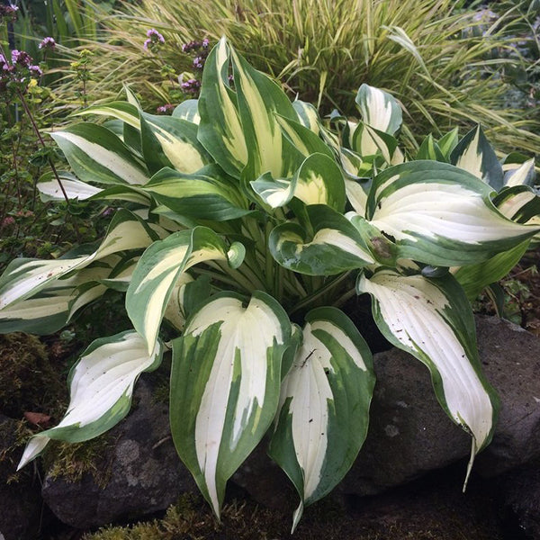 Christmas Candy Hosta