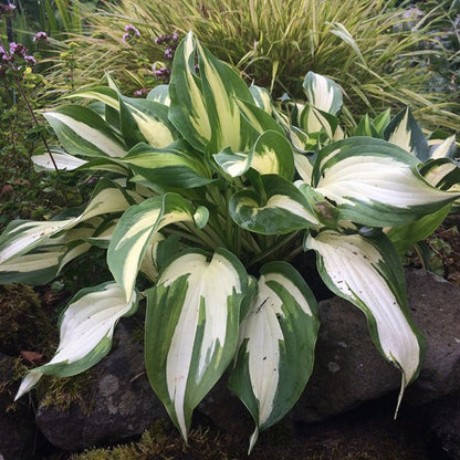 Christmas Candy Hosta