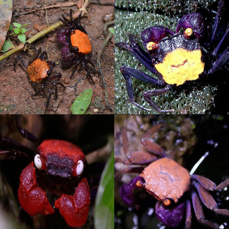 Geosesarma Types 6 mixed color Geosesarma Vampire Crabs guarantee one or more female ...