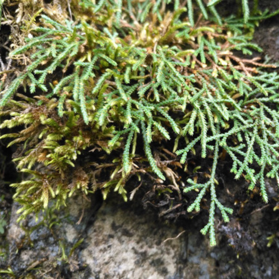 Selaginella sinensis