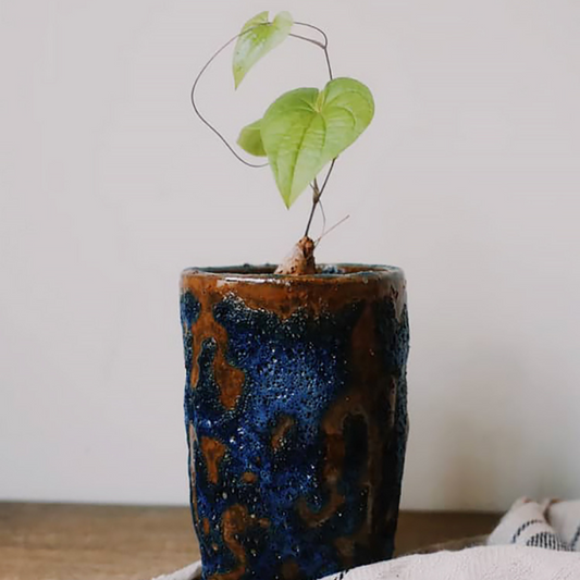 Dioscorea elephantipes (elephant's foot vine )