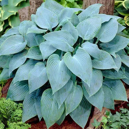 Fragrant Blue Hosta