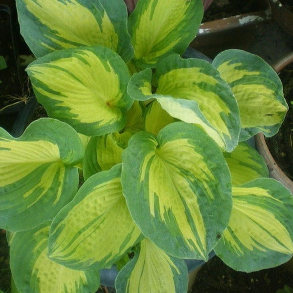 Hosta ‘Great expectations'