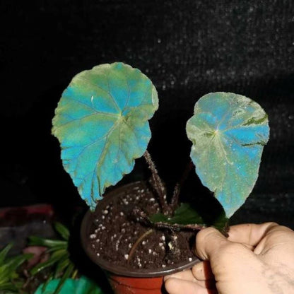 Blue Reflection Begonia (Begonia sp)