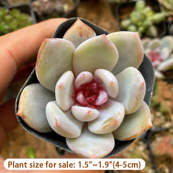 Echeveria 'Snow Angel'