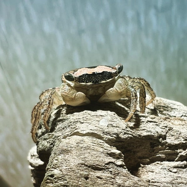 Batik Crab (Metasesarma obesum)