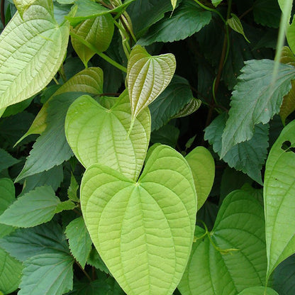 Dioscorea bulbifera