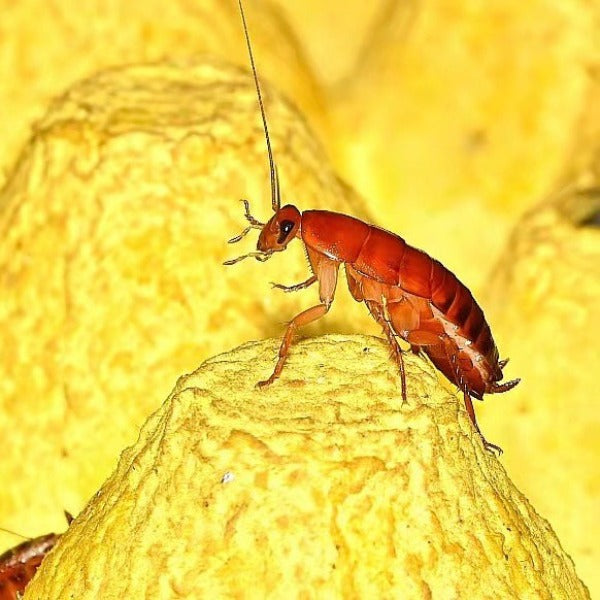 Cherry Cockroach Other Terrestrial Animals – My Home Nature