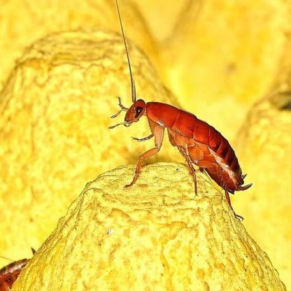 Cherry Cockroach