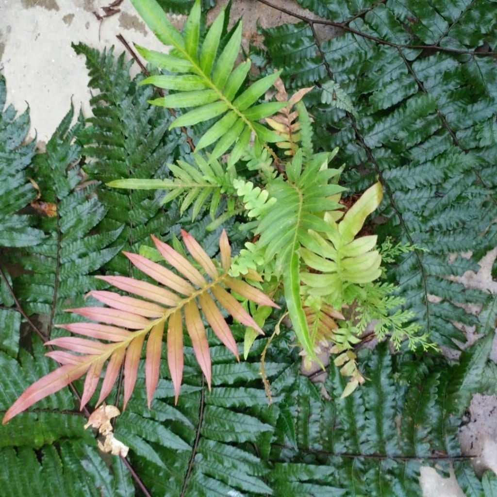 Blechnum orientale L. (Red )