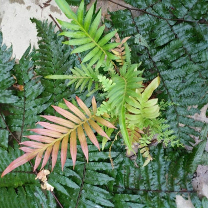 Blechnum orientale L. (Red )