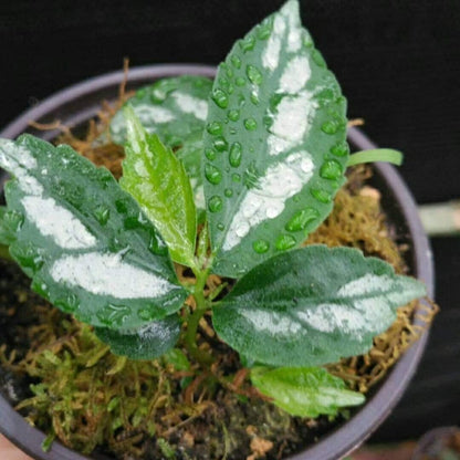 Elatostema involucratum sp