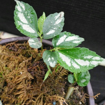 Elatostema involucratum sp