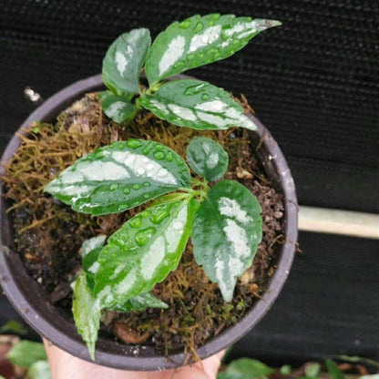Elatostema involucratum sp