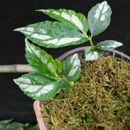 Elatostema involucratum sp