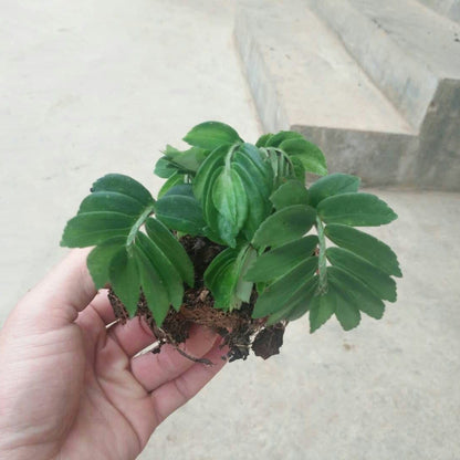 Elatostema sp