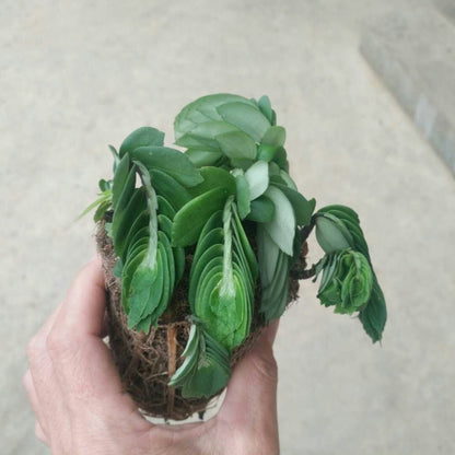 Elatostema sp