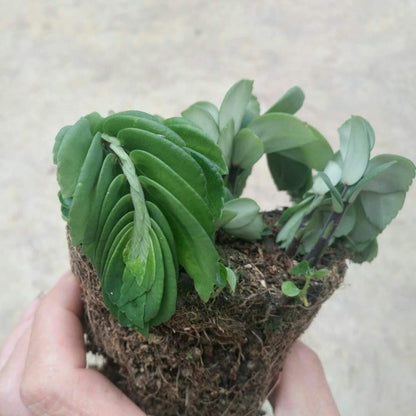 Elatostema sp