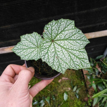 Begonia sp. Silver Leaf