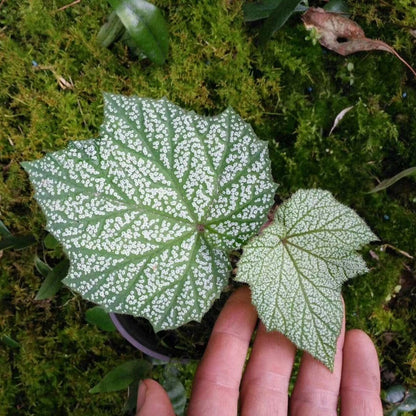 Begonia sp. Silver Leaf