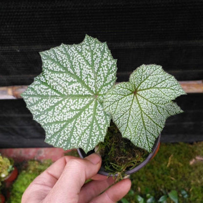 Begonia sp. Silver Leaf