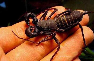 Giant Whip Scorpion (Mastigoproctus giganteus)