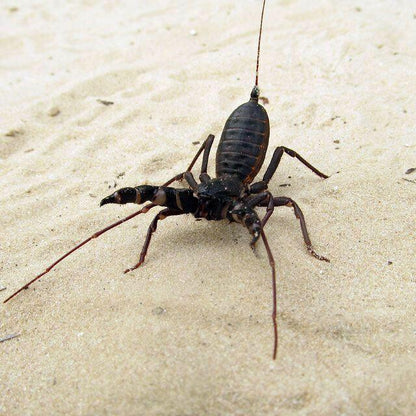 Giant Whip Scorpion (Mastigoproctus giganteus)