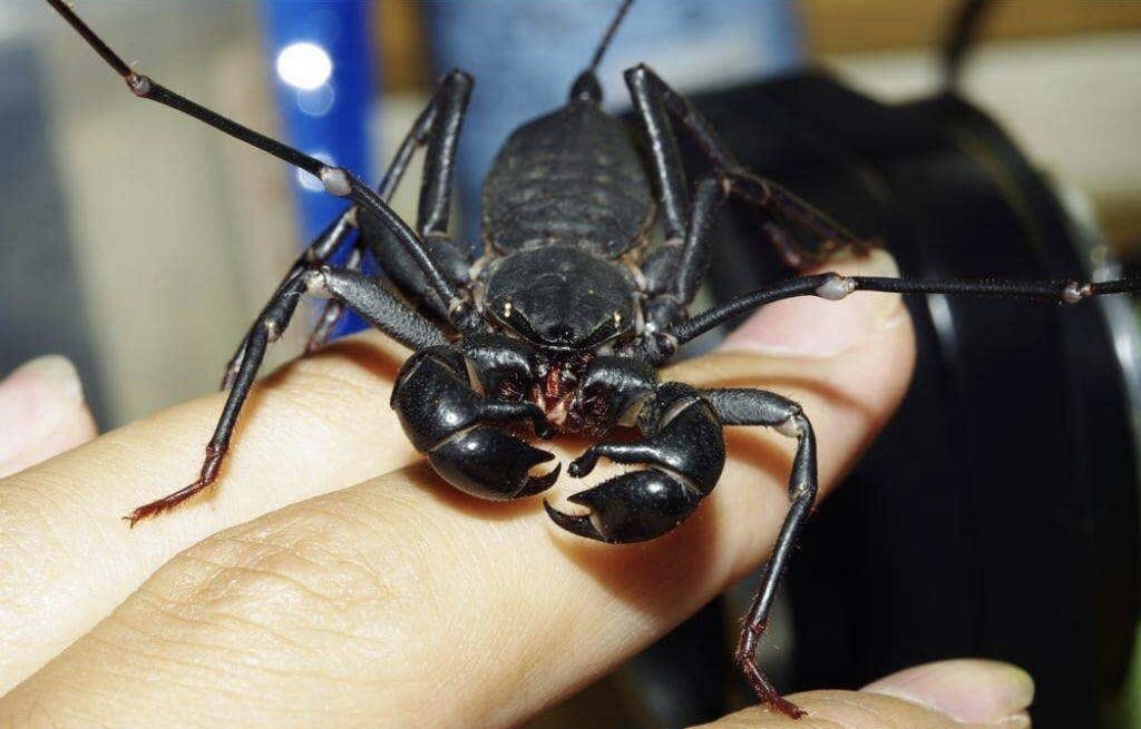 Giant Whip Scorpion (Mastigoproctus giganteus)