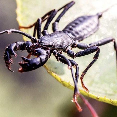 Giant Whip Scorpion (Mastigoproctus giganteus)