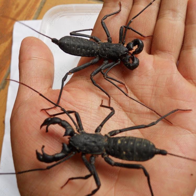 Giant Whip Scorpion (Mastigoproctus giganteus)