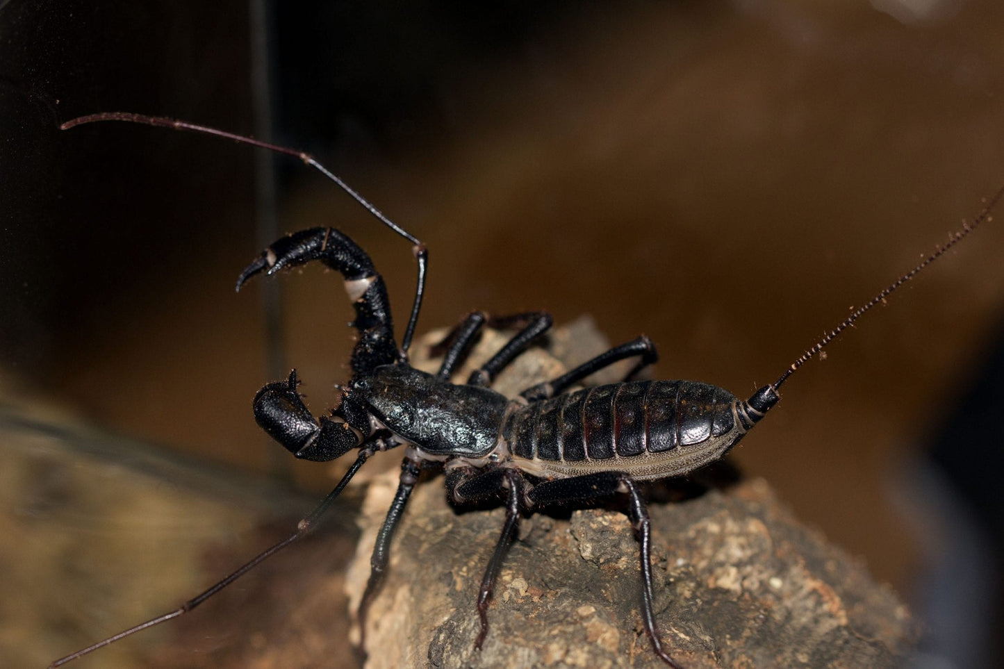 Giant Whip Scorpion (Mastigoproctus giganteus)