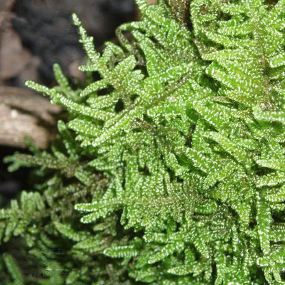 Hypnum Moss (Hypnum plumaeforme)