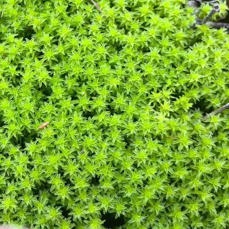 Racomitrium Moss ( Racomitrium canescens )